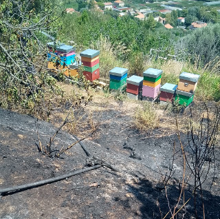 Grottammare - Incendio a Montesecco, vigili del fuoco salvano le arnie delle api